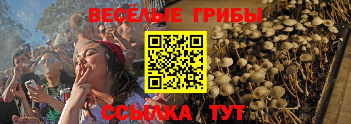Галлюциногенные грибы мицелий  Псилоцибиновые грибы Psilocybe  купить закладку  Вход с VPN  Гудермес 
