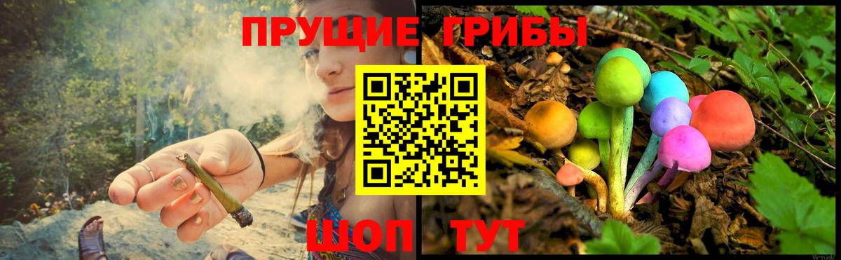 Галлюциногенные грибы Psilocybine cubensis Гудермес